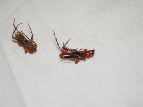 Phymatodes testaceus